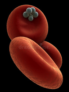 红花布拉罕菌图片