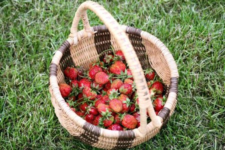 柳条篮草莓图片