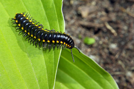 千橡千足虫照片