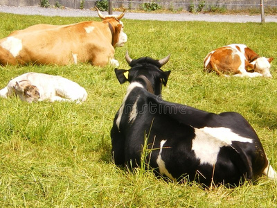 牛劳瑞士初生牛犊奶牛照片