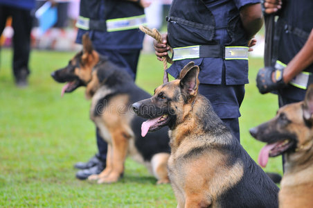 警犬图片