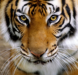 老虎的脸。