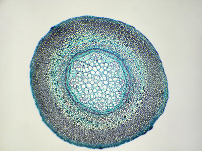 蕨根横截面图片