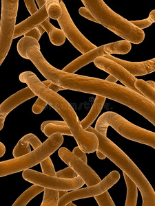 白色念珠菌照片