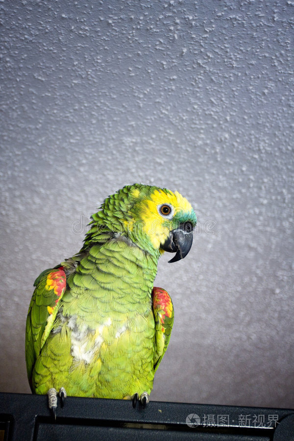 为什么养有鸟和鸡皮肤过敏(为什么养有鸟和鸡皮肤过敏呢)