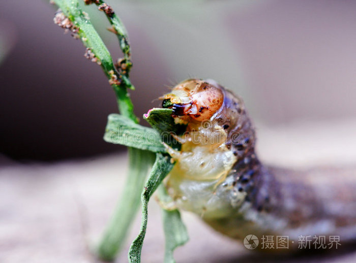 下载小样发票合同问题/举报虫毛虫叶间毛虫毛虫蠕虫果蝇毛虫大绿毛虫
