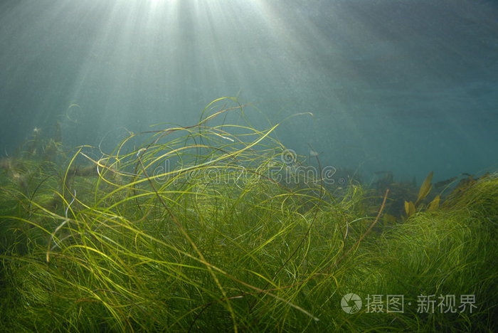 浅水底草