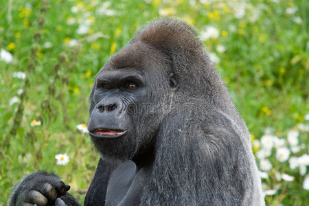 银背大猩猩侧面造型照片