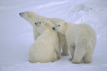 北极熊和她一岁的幼崽