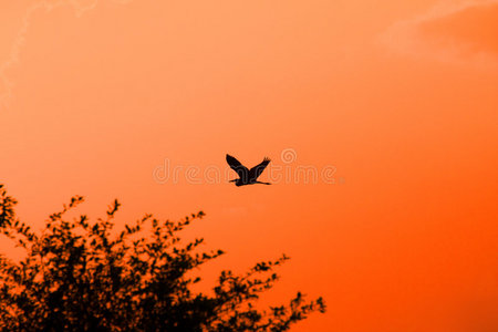 夕阳下的苍鹭剪影