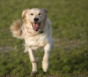 金毛猎犬奔跑