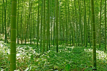 草地和竹林青竹林苏梅竹林竹林山东济南趵突泉公园的竹子竹林竹林小路