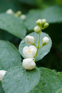 雨后茉莉花