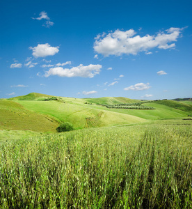 小麦青山景观