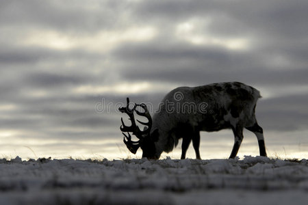 楚科奇冻土带的驯鹿