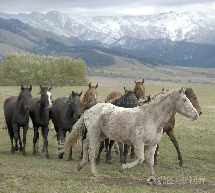 马群