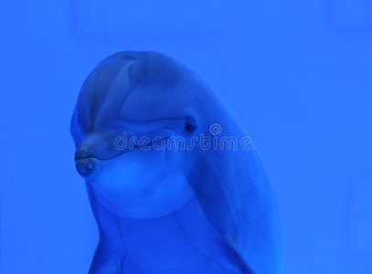 水下蓝海豚