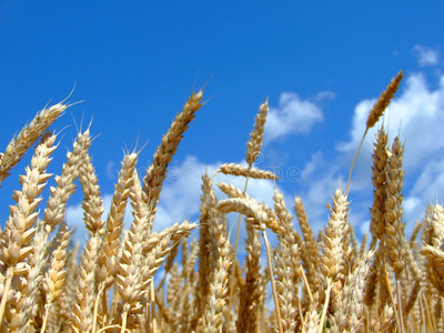澳大利亚小麦图片
