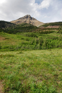 草地森林和山脉