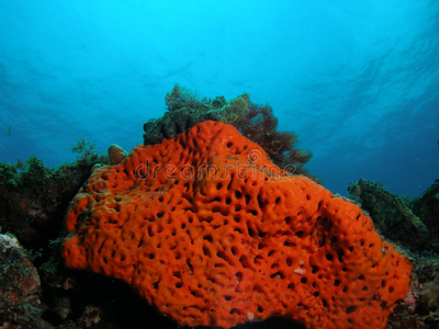 橙色珊瑚礁
