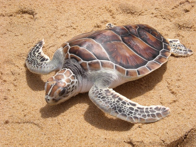 普吉岛海滩上的棱皮龟图片