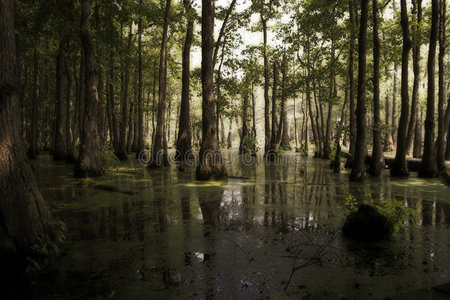 沼泽卷心菜图片