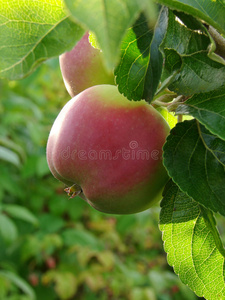 种植苹果1