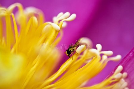 蜜蜂与花蕾的秘密