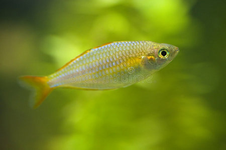 有很多小鱼鱼肉饼或肉丸从鳕鱼和派克鲈鱼与点缀的绿色豌豆和花椰菜