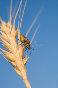 昆虫在麦田上爬行
