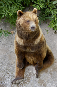 棕熊11