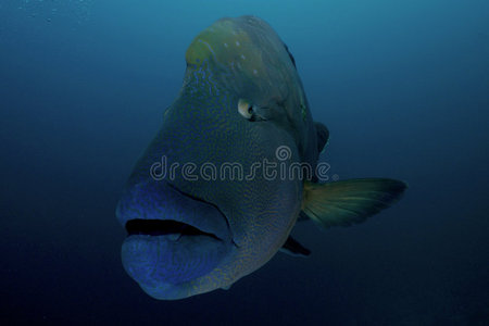 拿破仑鱼拿破仑隆头鱼照片