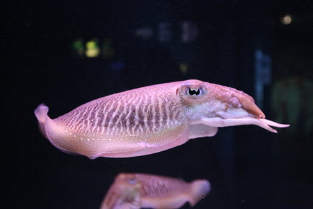 大鱿鱼游泳鱿鱼照片