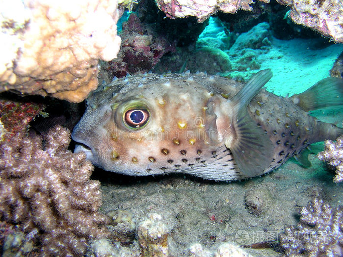底层的鱼照片-正版商用图片0hrs8r-摄图新视界