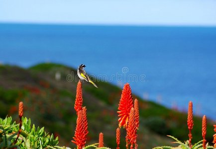 鸟，花，山，海洋