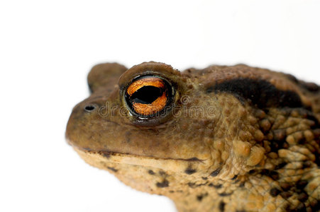 的青蛙,伴有胀形金色眼睛癞蛤蟆眼宏垂直瞳孔癞蛤蟆(蟾蜍)癞蛤蟆眼