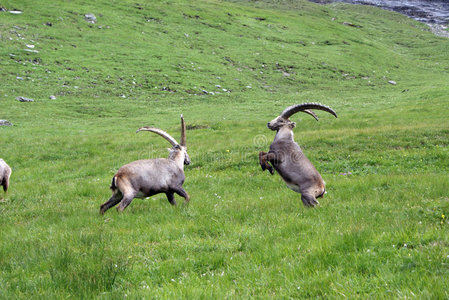 野山羊图野山羊山羊野山羊野山羊在岩石上老卡普拉野