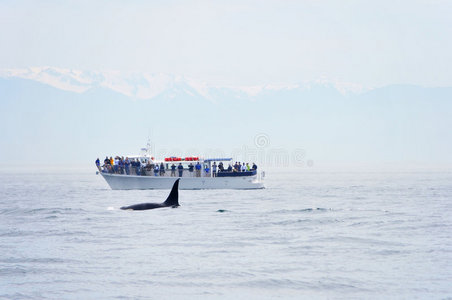 不列颠哥伦比亚省赏鲸
