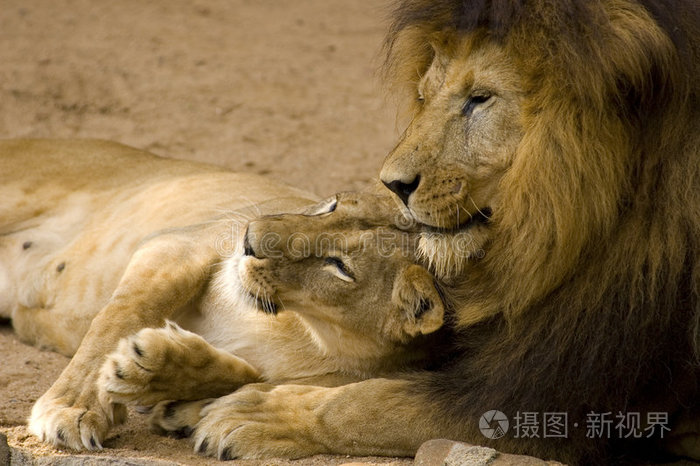 狮子夫妇照片-正版商用图片0hs4xz-摄图新视界