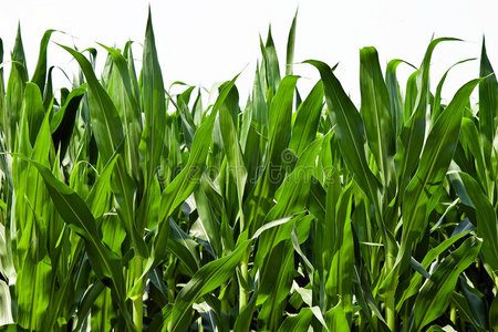奇亚籽玉米植株水平无缝图案背景大豆植株一排排的番茄植株的番茄田