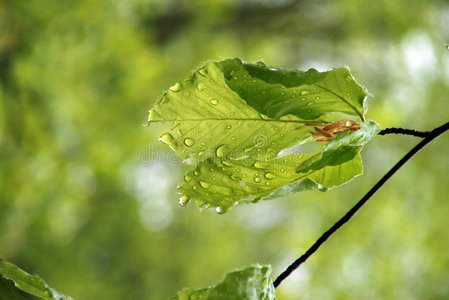 雨后落叶