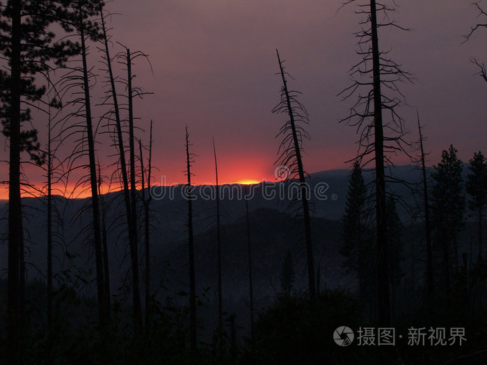 烟熏的夕阳映衬着燃烧的松树