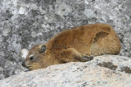 岩石dassiehyrax