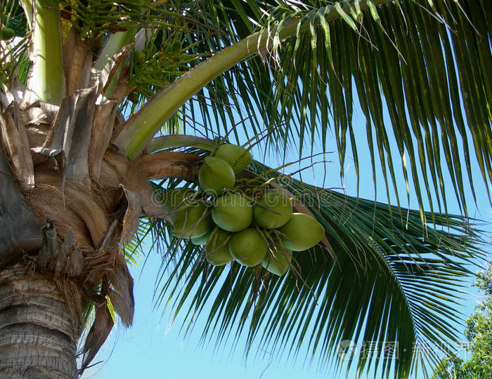 椰树和椰子束
