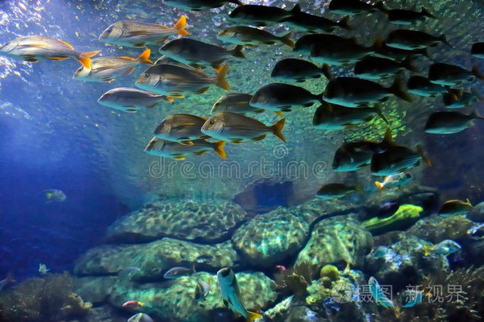 下载小样发票合同问题/举报巨人绿色巨人热带鱼油腻石斑鱼巨人美丽的