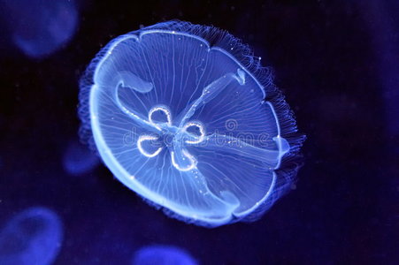 水母的水下图像