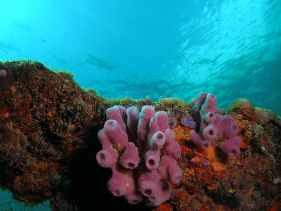 珊瑚礁