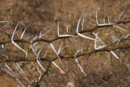 吹口哨的荆棘图片