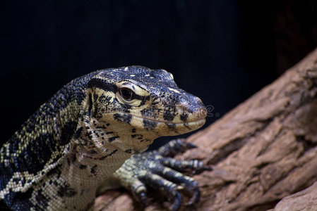 普拉塔尼罗图片