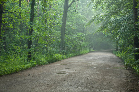 森林公路